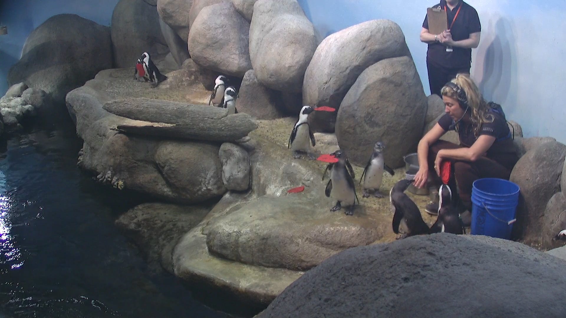 brazil foto shemale from Russell gay penguins cnn